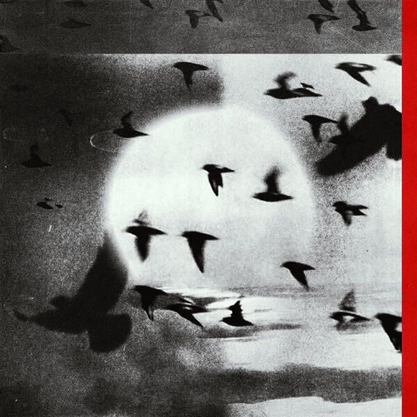 Shai Wood, Becpot - День Сурка