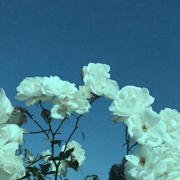 uthewise, fadinglight - roses